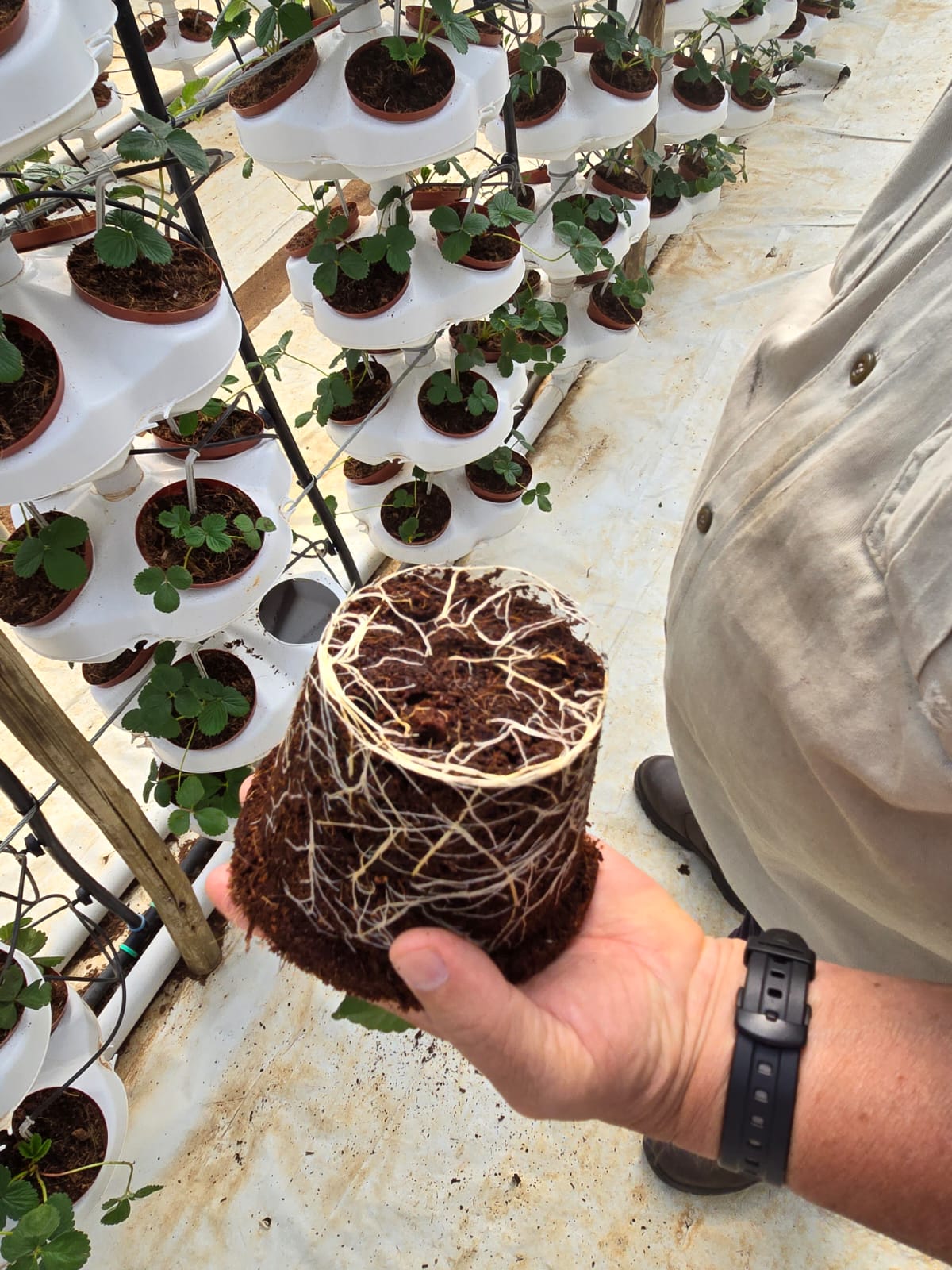 Close-up of root ball showing strong, healthy growth