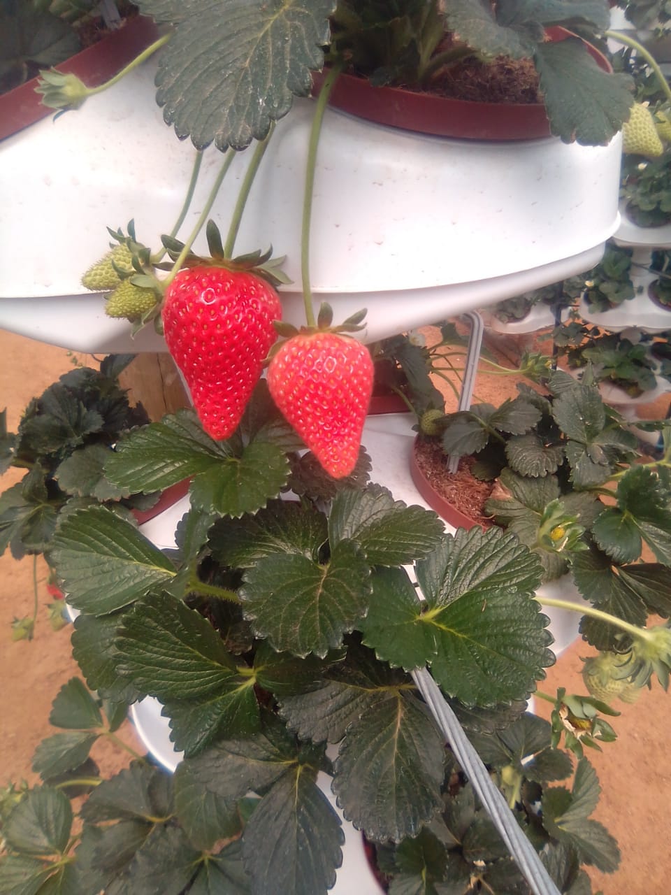 Fresh strawberries grown using the Vertipots vertical farming system