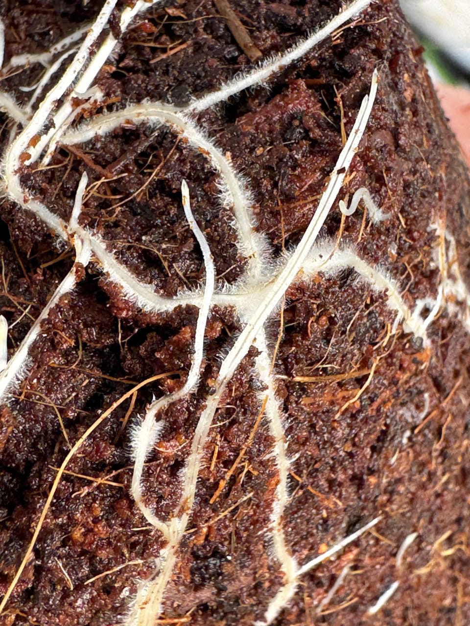 Root system development visible in removable Vertipots pots